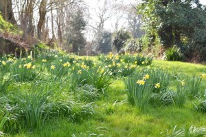 Back Garden